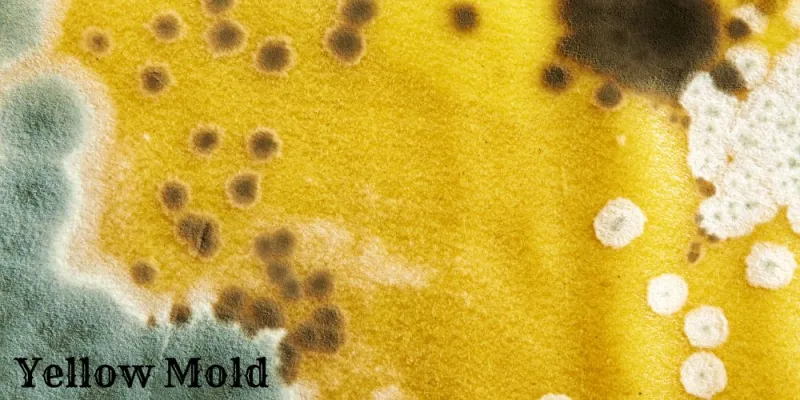 What Happens If You Eat Yellow Mold