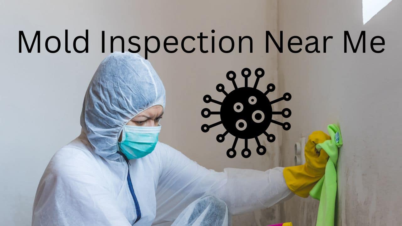 Mold Removing Companies Near Me