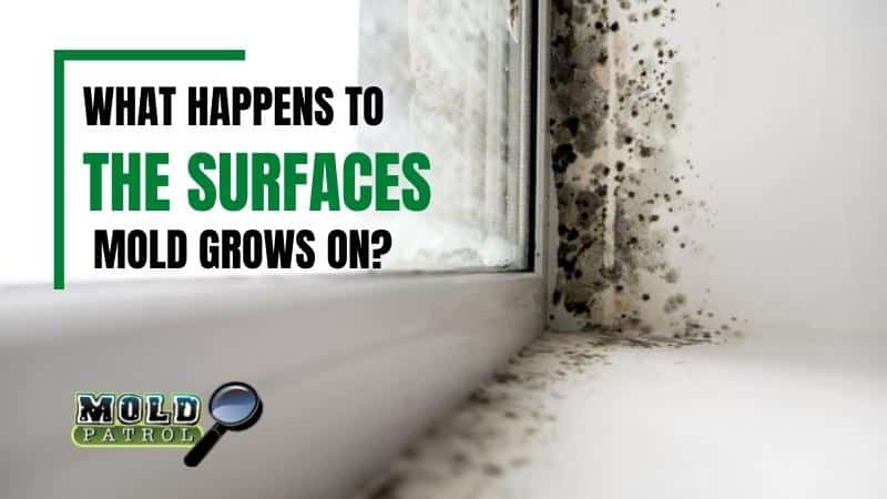 What happens to the surfaces mold grows on