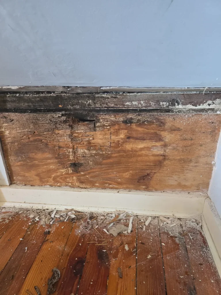 Black mold growing behind a section of drywall
