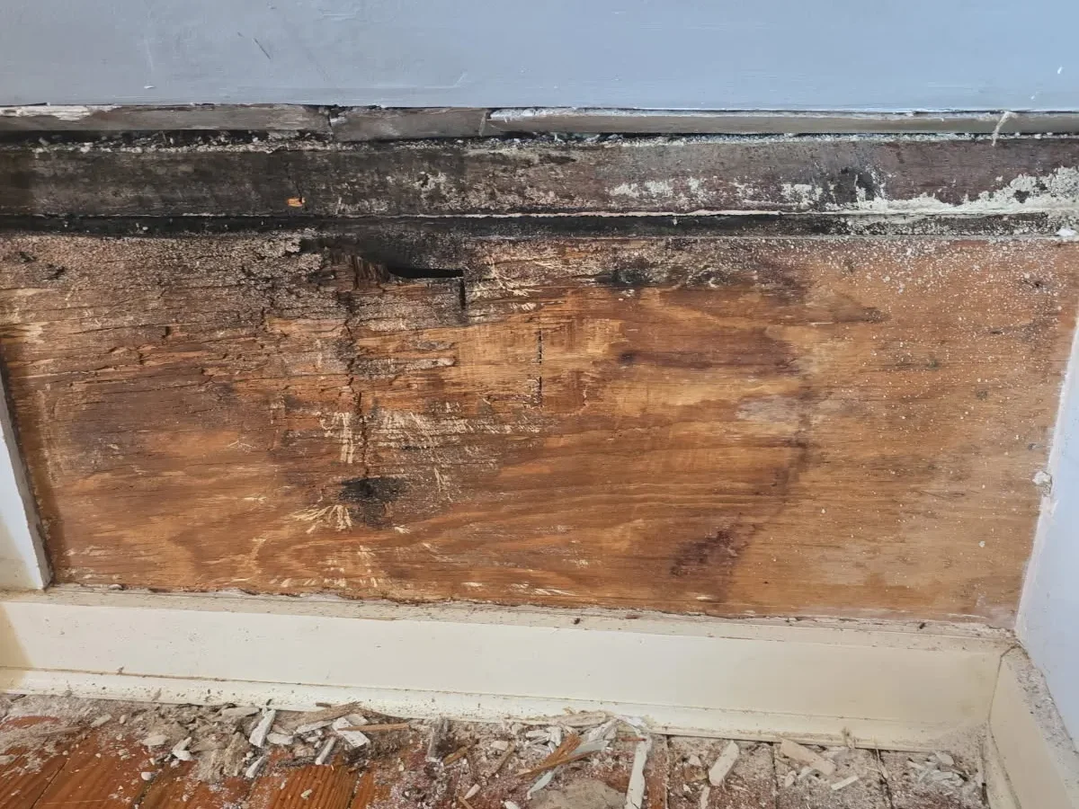 Black mold growing behind a section of drywall
