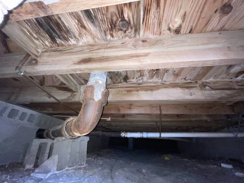 Black mold growing in a crawlspace